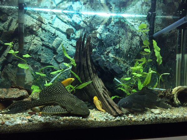 Quels sont les meilleurs conseils pour choisir et entretenir un aquarium d'eau douce ?